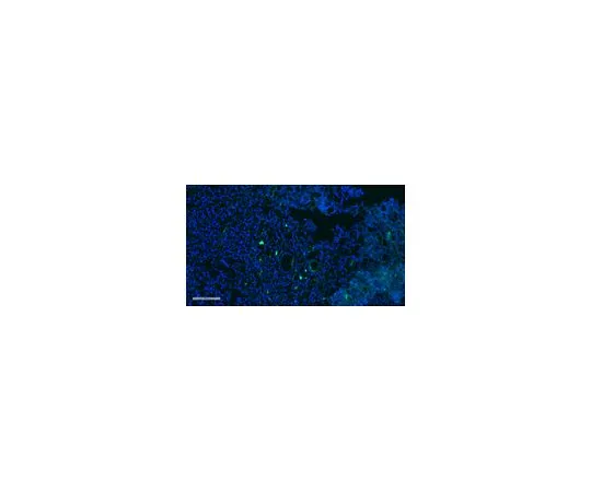 62-8479-35　［Discontinued］Anti-CD62E/CD62P Antibody, clone 1.2B6, FITC Conjugate　CBL180F-I