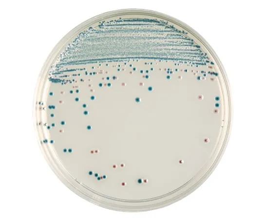 63-6527-68 BD BBL (TM) CHROMagar (TM) O 157 Agar Medium 20 sheets 251361