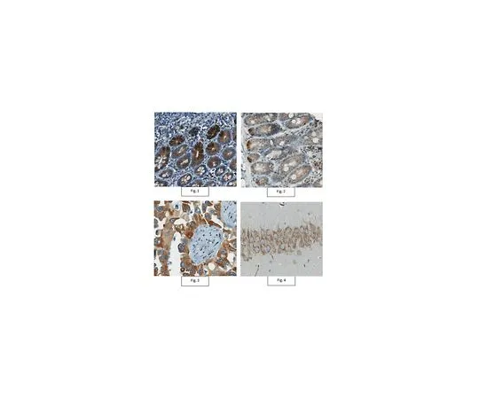 62-8522-78　［Discontinued］Anti-Nucleobindin-2 Antibody, clone 11B3.1　MABS478