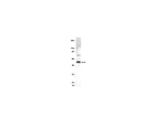 62-8382-09　［Discontinued］Anti-Caspase 8; 200 μg　06-775
