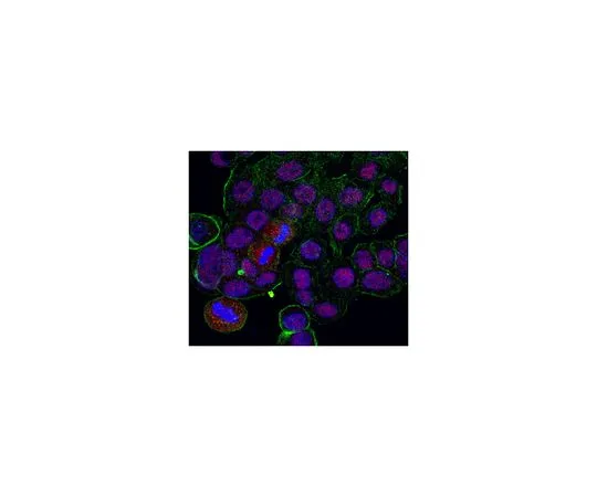 62-8458-47　［Discontinued］Anti-Dido3 Antibody　ABC480