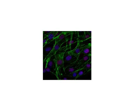 62-8477-44　［Discontinued］Sheep Anti-Rabbit IgG Antibody, Cy3 conjugate　AP510C