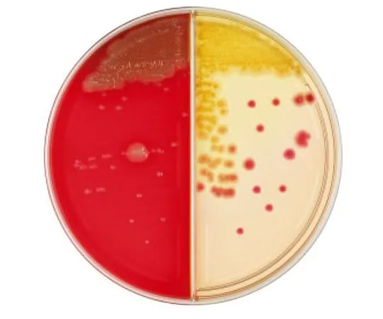63-6527-87 BD BBL (TM) TSAII 5% sheep blood agar/DHL agar 100 sheets 252022