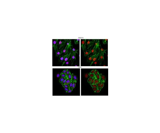 62-8387-02　［Discontinued］Anti-HNF-3A/FOXA1; 100 μg　07-938