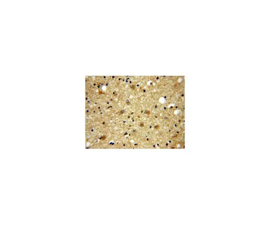 62-8466-37　［Discontinued］Anti-GPRASP1　ABN272