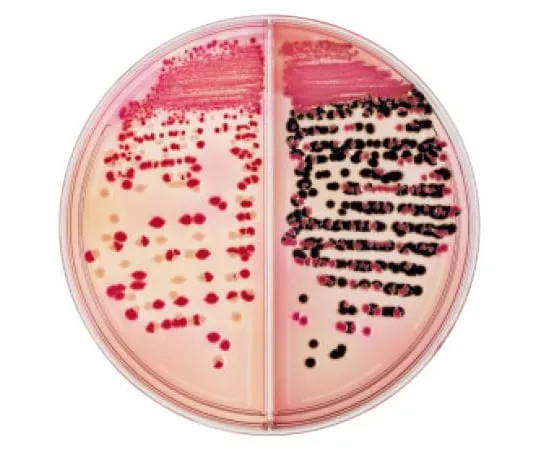 63-6527-89 BD BBL (TM) MacConkey II Agar Medium with Sorbitol/Modified Salmonella Sigera Agar Medium 100 sheets 251150