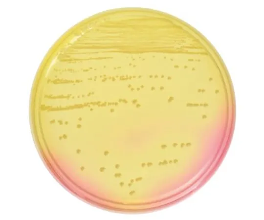63-6527-23 BD BBL (TM) Mannite Salt Agar Medium 20 Sheets 251173