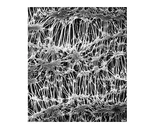 61-0231-10　［Discontinued］Fluoropore Disc PTFE Phobic 0.22μm 293mm Wh Pln 25/Pk 25 x 1ST　FGLP29325