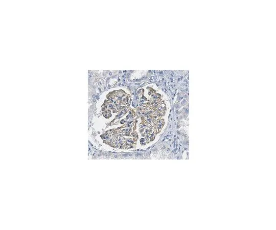 62-8473-64　［Discontinued］Anti-Nephrin　ABT319