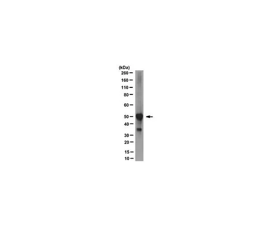 62-8524-59　［Discontinued］Anti-LANCL2 Antibody, clone 392　MABS1290
