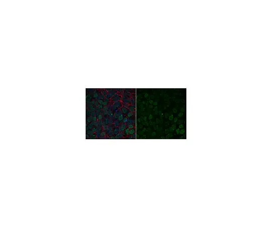 62-8474-21　［Discontinued］Sheep Anti-Mo*** IgG Antibody, Species absorbed, Cy2 Conjugate　AC111J