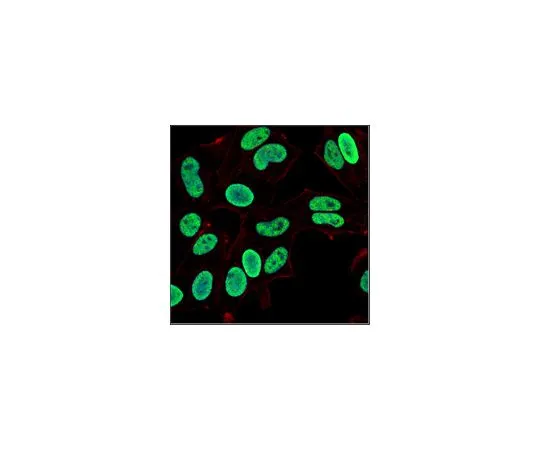 62-8505-79　［Discontinued］Anti-JMJD2C　MABE315