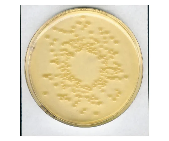 61-0200-42　［Discontinued］Standard Normal Agar Medium I for Incubating Gourmet Bacteria 107881 500G　1.07881.0500