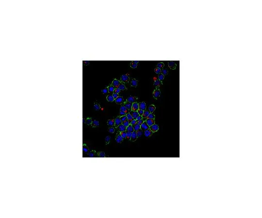 62-8446-99　［Discontinued］Anti-Kindlin-3; 100 μg　AB2979