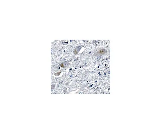 62-8518-93　［Discontinued］Anti-S100a5 Antibody, clone N176A/35　MABN662