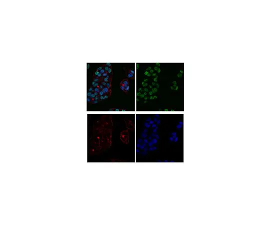 62-8385-60　［Discontinued］Anti-acetyl-Histone H3 (Lys4) Antibody, Alexa Fluor(R) 488 conjugate　07-539-AF488