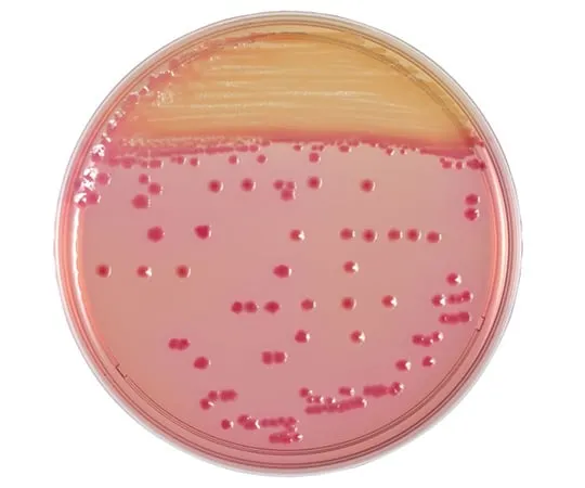 63-6527-62 BD BBL (TM) CIN agar 20 sheets 251139