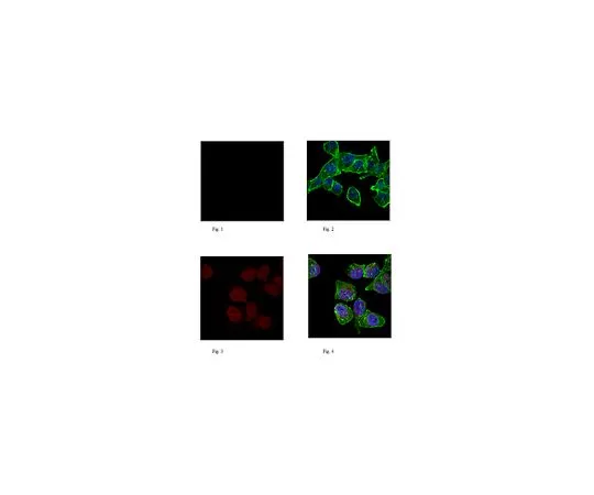 62-8505-99　［Discontinued］Anti-Puromycin, clone 17H1, Alexa Fluor(R) 647 Conjugate　MABE341-AF647