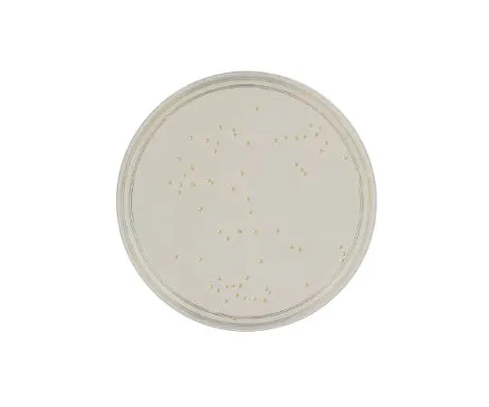 63-6526-72 BD SCD Agar Medium with BBL (TM) LP 252028
