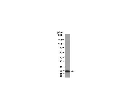 62-8512-89　［Discontinued］Anti-CAP-18/CAMP Antibody, clone H7　MABF855