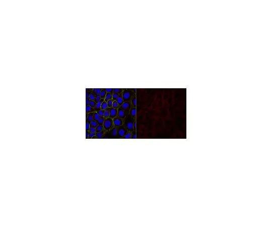 62-8491-58　［Discontinued］Anti-Cytokeratin 5,6 Antibody, clone D5/16B4, Alexa Fluor(R) 647　MAB1620-AF647