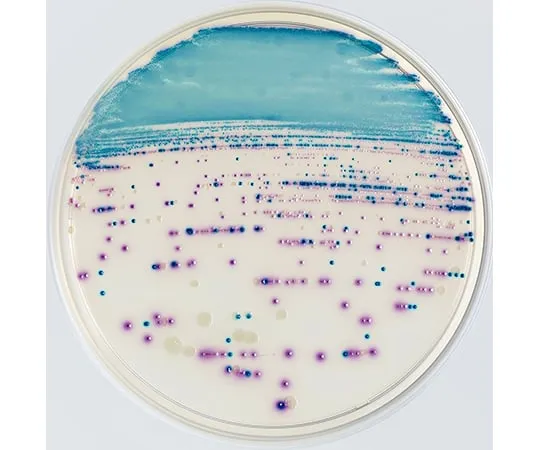 63-6527-63 BD BBL (TM) CHROMagar (TM) Orientation Agar Medium 20 sheets 251781