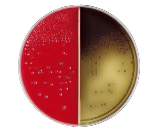 63-6527-94 BD Anero Columbia RS Blood Agar Medium with BBL (TM) PEA/BBE Agar Medium 10 sheets 252500