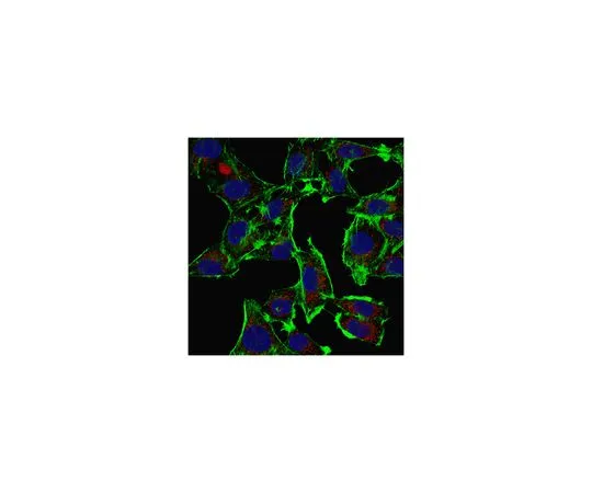 62-8470-38　［Discontinued］Anti-GOLPH3 Antibody　ABS498