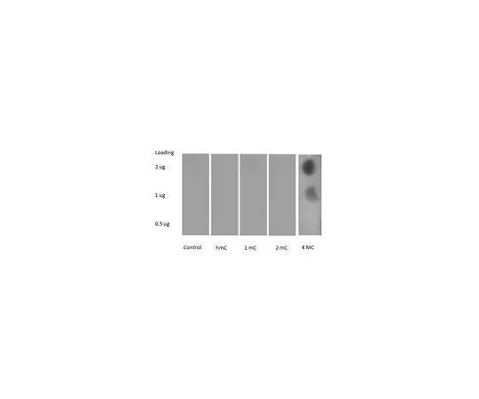 62-8506-08　［Discontinued］Anti-methylcytosine Antibody, clone 87G31 Cat. No. MABE345　MABE345