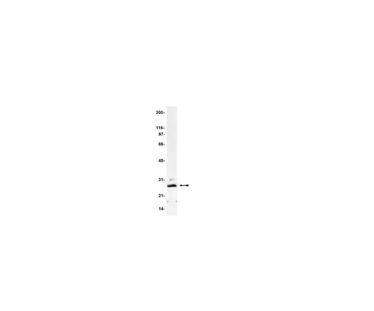 62-8370-61　［Discontinued］Anti-Phospholamban, clone A1; 50 μg　05-205