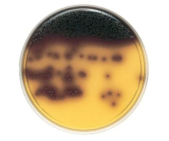 63-6527-30 BD BBL (TM) BBE Agar Medium 10 sheets 251972