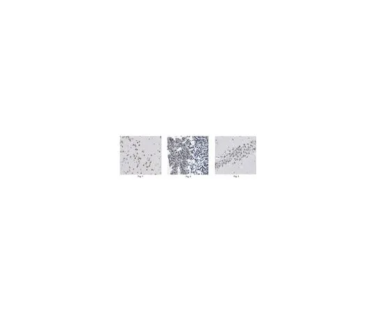 62-8506-31　［Discontinued］Anti-Sirt1(Sir2) Antibody, clone 3-10 Cat. No. MABE426　MABE426