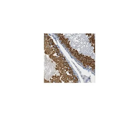 62-8507-46　［Discontinued］Anti-MARWI/PIWI, clone 2D9　MABE896