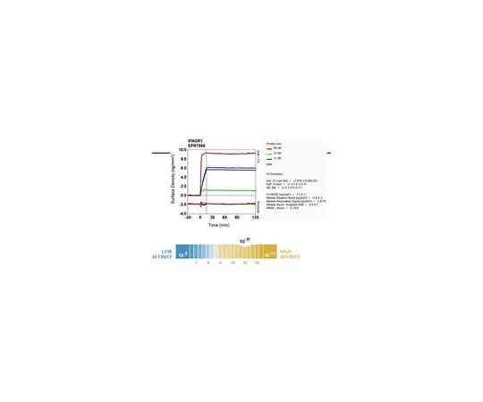 62-8512-51　［Discontinued］Anti-IFNGR1, clone EPR7866, Rabbit Monoclonal　MABF753