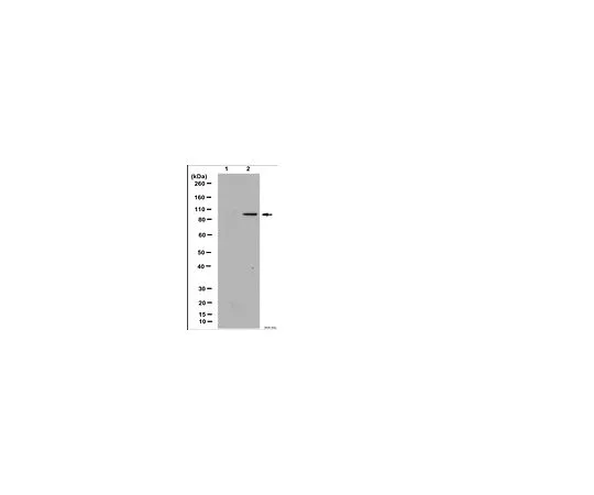 62-8455-20　［Discontinued］Anti-acetyl BMAL1 (Lys538); 100 μg　AB15396