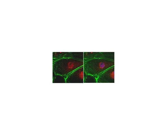 62-8389-17　［Discontinued］Anti-SOX17, Polyclonal Antibody; 100 μL　09-038