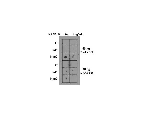 62-8505-37　［Discontinued］Anti-5-hydroxymethylcytosine, clone AB3/63.3; 100 μg　MABE176