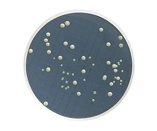 61-0194-33　［Discontinued］M-Green Y&M Broth Dehydrated Screw Cap Bottle 110G 1/Pk 1ST　MB000000Y