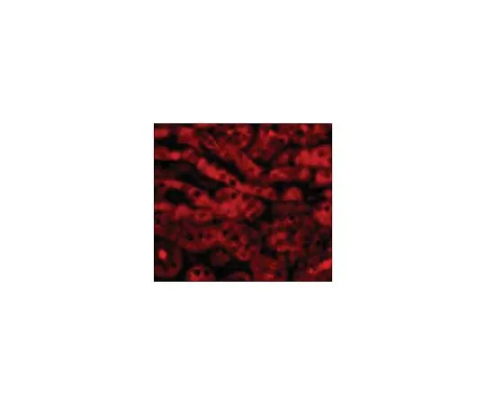 62-8464-77　［Discontinued］Anti-TIRP　ABF207