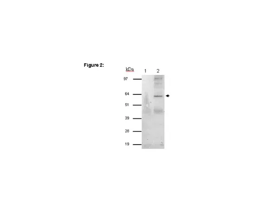 62-8367-46　［Discontinued］RIPAb+(TM) STAU1 (Staufen 1).　03-116