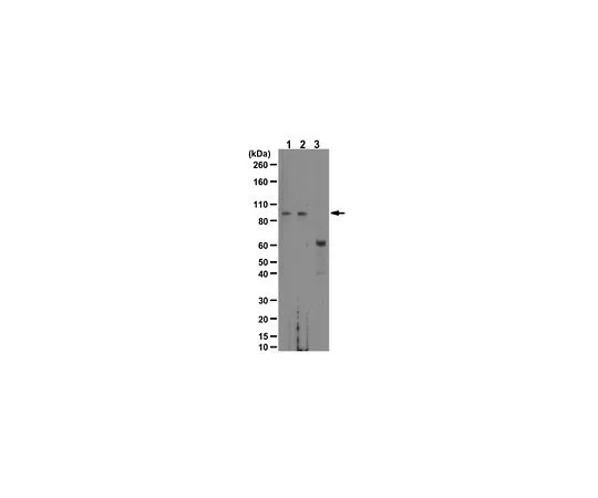 62-8470-31　［Discontinued］Anti-phospho Beta Catenin Antibody (Ser675) Cat. No. ABS481　ABS481