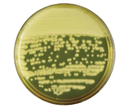 63-6527-24 BD BBL (TM) Mannite Salt Agar Medium with Egg Yolk 20 sheets 251977
