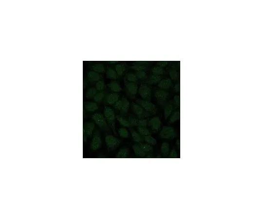 62-8447-48　［Discontinued］Anti-TopBP1 Antibody, Alexa Fluor(R) 488 Conjugate　AB3245-I-AF488