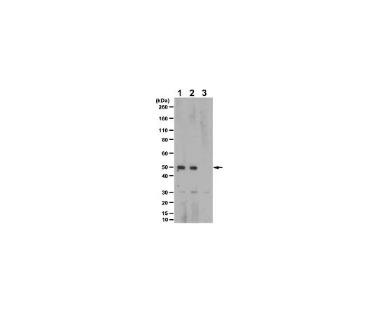 62-8466-92　［Discontinued］Anti-phospho-PTEN Antibody (Thr366) ABN374　ABN374