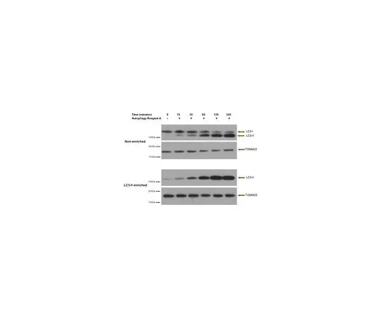 62-8394-67　［Discontinued］LC3-II Enrichment Kit (Western Blot)　17-10232