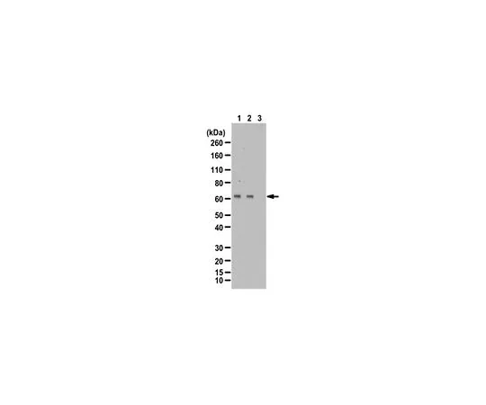 62-8469-47　［Discontinued］Anti-phospho-MKK4 Antibody (Ser257/Thr261) Cat. No. ABS160　ABS160