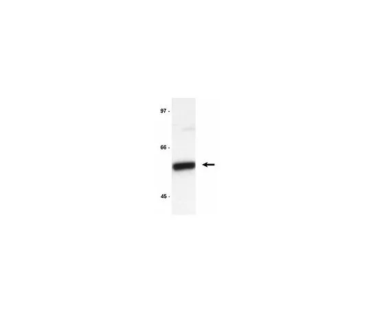 62-8392-06　［Discontinued］Cell Cycle-G2/M Phase Pathway Explorer Antibody Minipack; 3 vials/Pk/Pk　15-120
