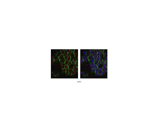 62-8505-43　［Discontinued］Anti-RBBP5 Antibody, clone 3H5.1 Cat. No. MABE220　MABE220