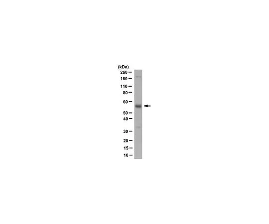 62-8524-56　［Discontinued］Anti-EPO-R Antibody, clone BCO-3H2　MABS1286