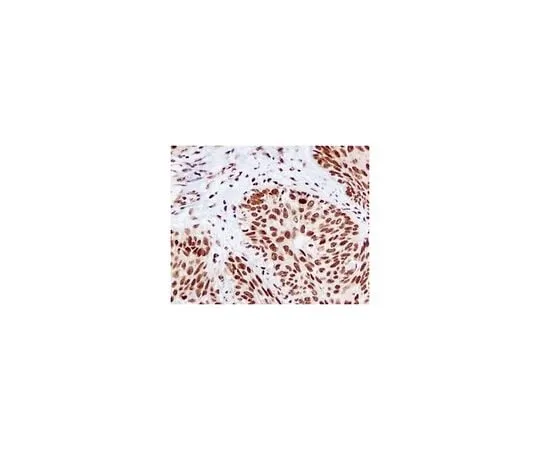 62-8506-60　［Discontinued］Anti-RCC1, clone EPR5857, Rabbit Monoclonal　MABE578